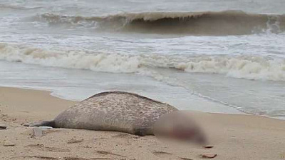 в дагестане недалеко от нефтебазы нашли порядка 700 мертвых тюленей (видео)